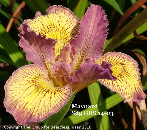 Maynard Sdg GBS 14-03 (6)